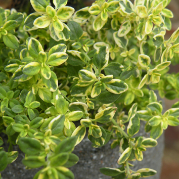 Thyme Lemon Variegated